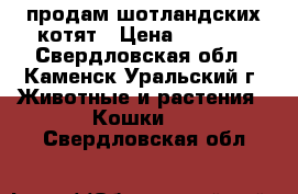 продам шотландских котят › Цена ­ 3 500 - Свердловская обл., Каменск-Уральский г. Животные и растения » Кошки   . Свердловская обл.